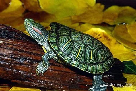 小巴西龜 夢見水池有魚